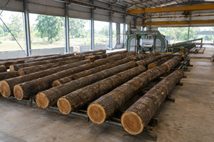 Teak wood processing photo 2